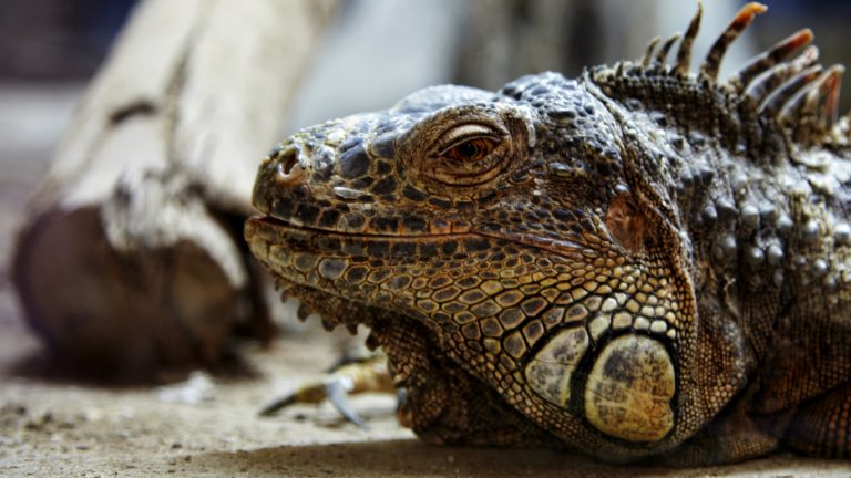 Iguana