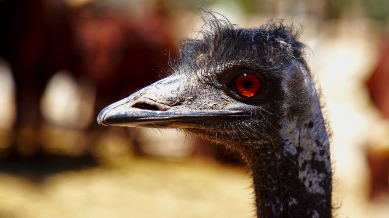 Emu