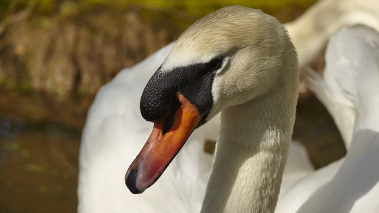 Swan