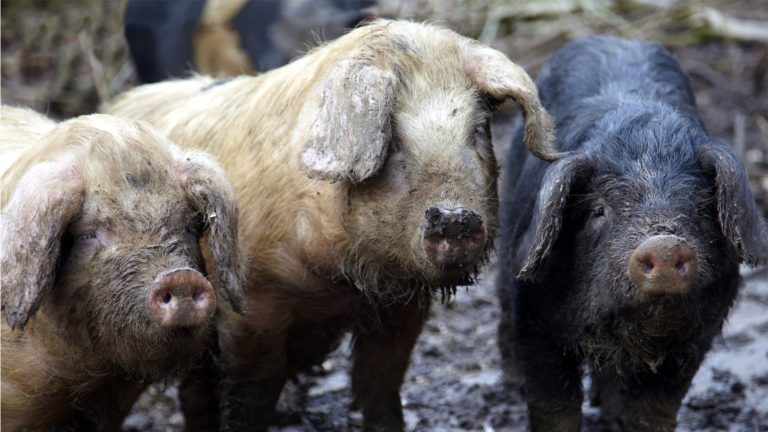 Three little pigs