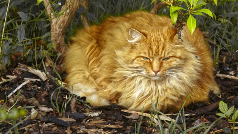 Ginger