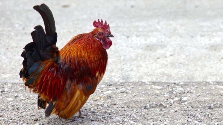 Cockerel