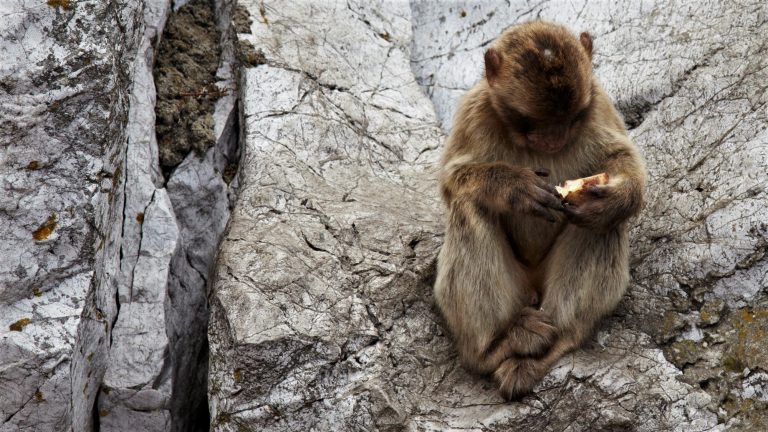 Gibraltar Ape
