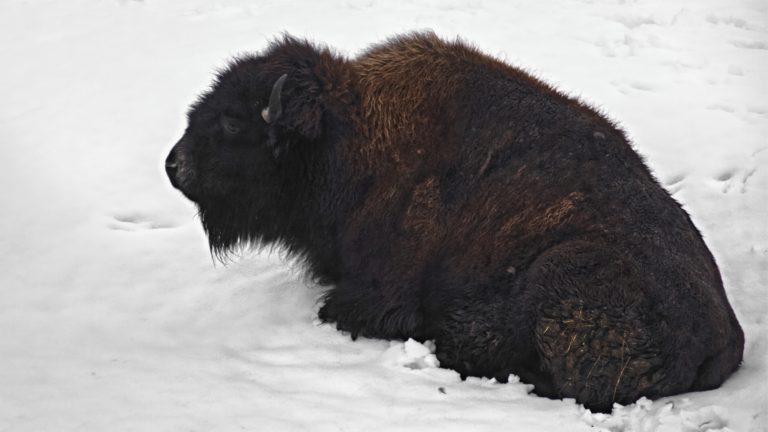 Bison