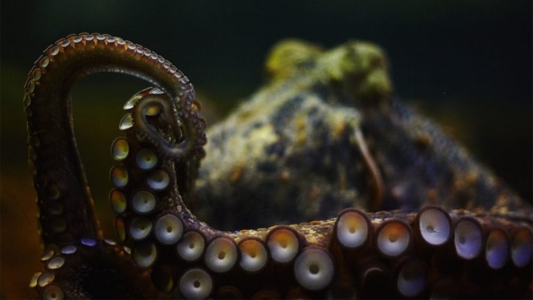 Octopus