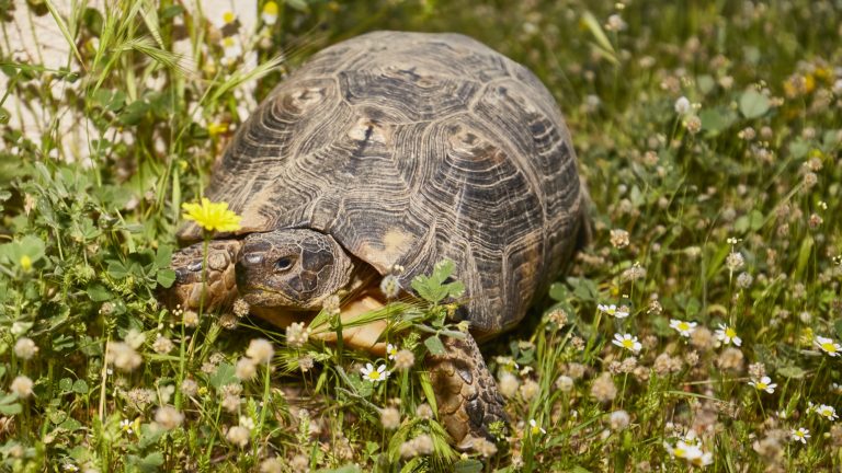 Tortoise